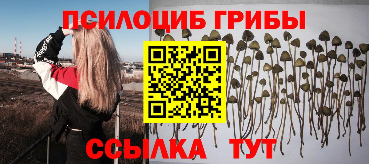 Псилоцибиновые грибы мицелий Губаха