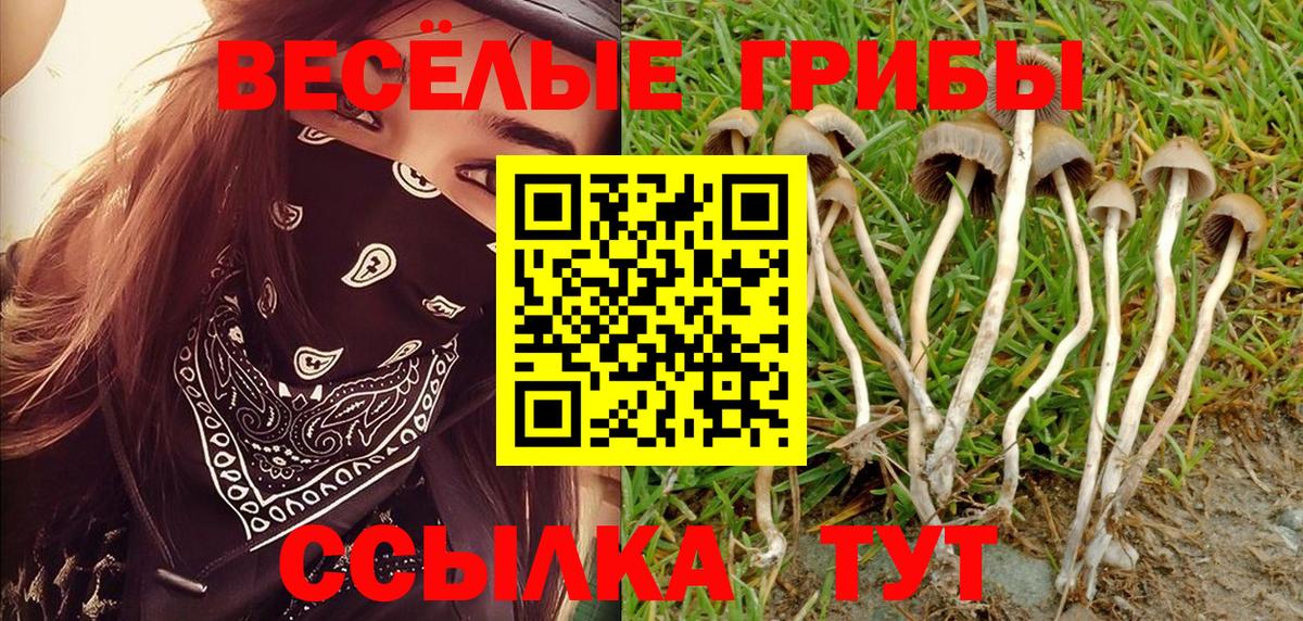 Губаха  Галлюциногенные грибы прущие грибы  Галлюциногенные грибы ЛСД  Вход с VPN 